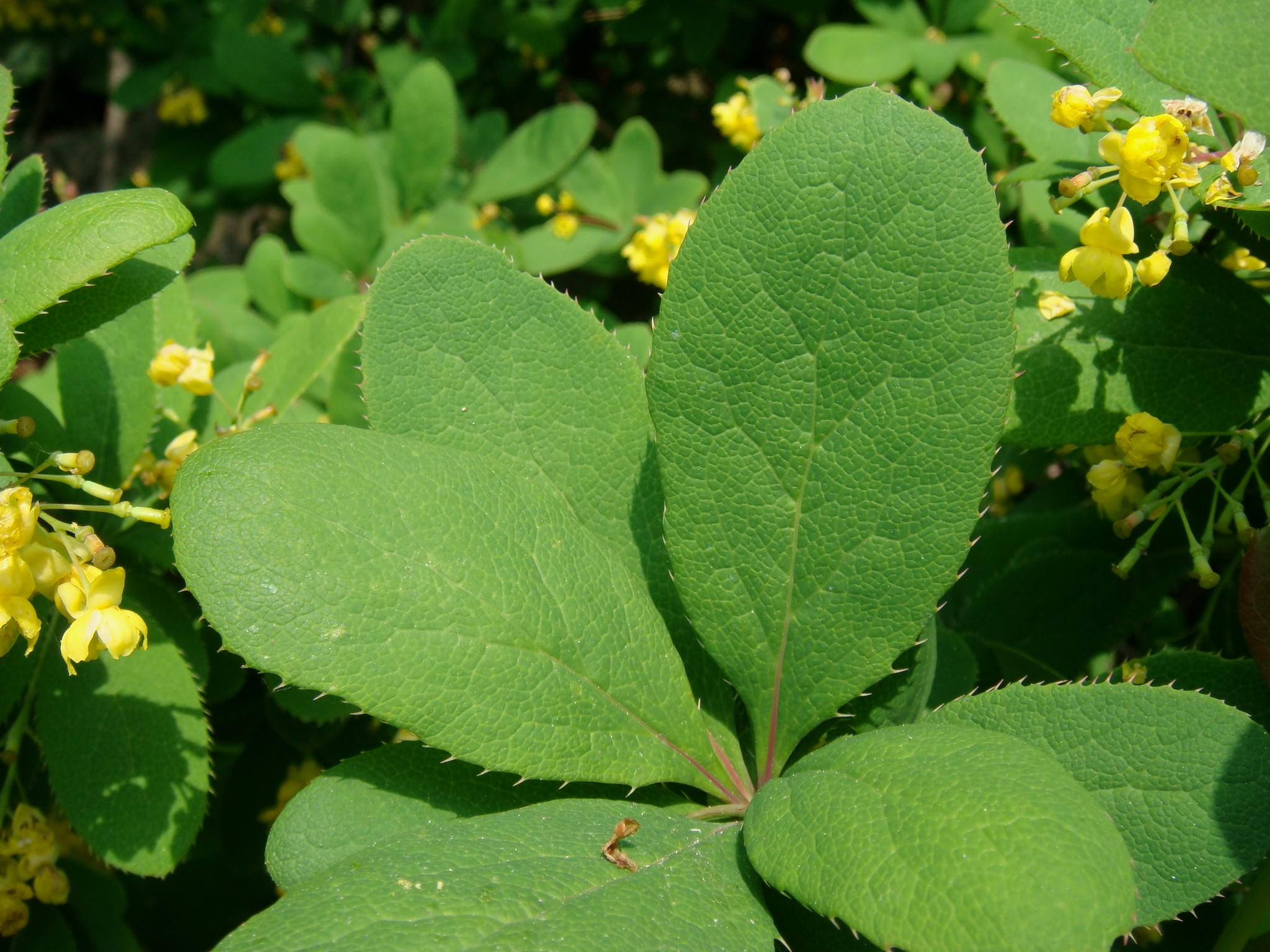 Berberis amurensis Ruprecht